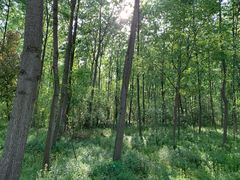 -合肥滨湖国家森林公园