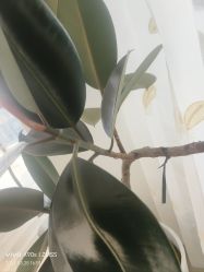 -HEYAN荷妍专业脱毛连锁机构