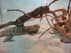 -喵园·猫主题咖啡厅·撸猫·猫咖(国贸店)