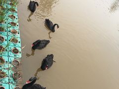 -爱丽丝仙境花海
