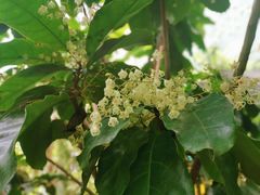 -呀路古热带植物园