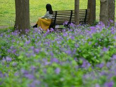 -上海共青森林公园