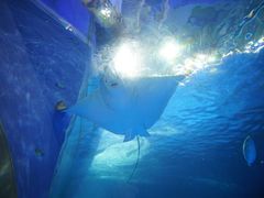 -鹿儿岛水族馆
