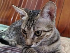 -博特宠物医院24h犬猫全科.骨科·异宠
