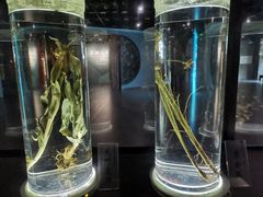 -广东中医药博物馆