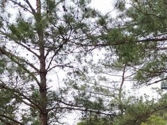 -千岛湖天屿景区