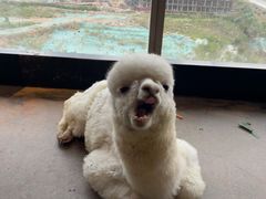 -昆明大悦城未来动物城(螺蛳湾中心店)