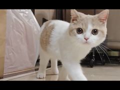 -babydoll猫舍·米努特·德文·缅因(久光中心店)