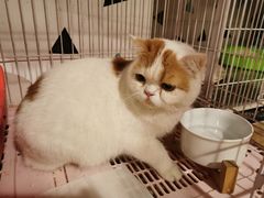 -Cappucimeow猫咪咖啡馆(韦伯时代店)