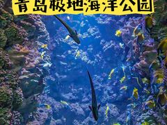 -海合安青岛极地海洋公园