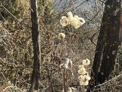-照金香山旅游景区