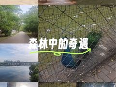 -长白岛森林公园