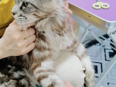 -十年猫舍·猫咪专门店(普陀店)