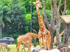 -广州长隆野生动物世界