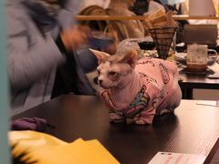 -猫小院猫主题咖啡厅(北锣店)