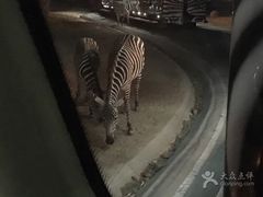 -清迈夜间动物园