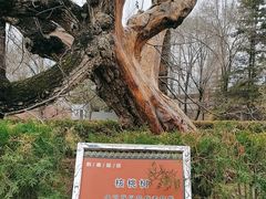 -鲁土司衙门旧址