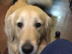 -百好乐宠物友好餐厅(朝外大街店)