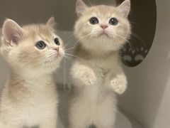 -东方名猫馆·英短金渐层布偶猫舍(环线广场1号楼店)