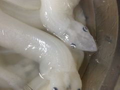 大银鱼-郑厨私房菜