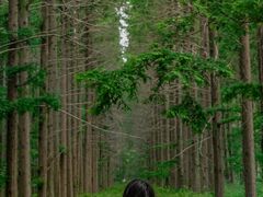 -黄海国家森林公园