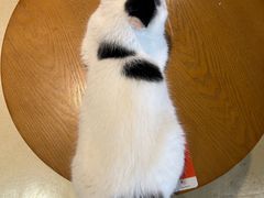 -藏猫猫咖啡主题馆(中央大道店)