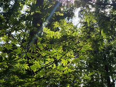 -东平国家森林公园