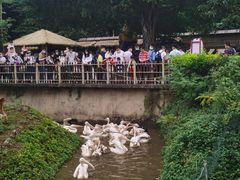 -深圳野生动物园