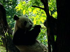 -都江堰中华大熊猫苑