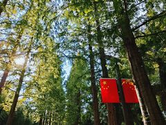 -黄海国家森林公园