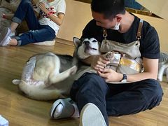 -Husky Go! 哈士奇体验馆·宠物咖啡厅狗咖