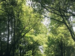 -铁山坪森林公园