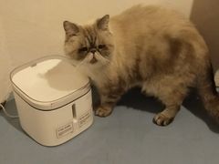 -猫色咖啡·猫咖
