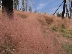 -白鹭湾湿地公园