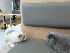-喵园·猫主题咖啡厅·撸猫·猫咖(国贸店)