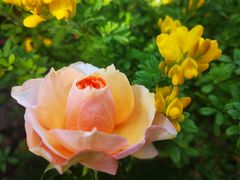 -双季花艺园艺市场(浦东店)