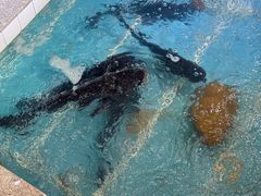 -旭龙鱼头王(航华店)