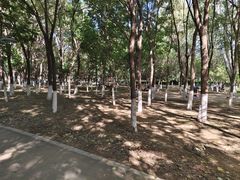 -长白岛森林公园