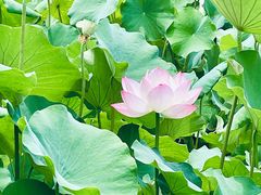 -四川大学(华西校区)