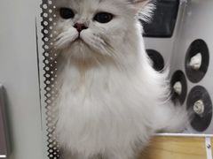 -小呆的宠物店·宠物售卖·宠物寄养(城西店)