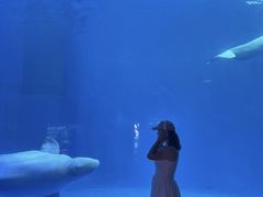 -海合安成都极地海洋公园