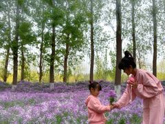 -苏家坨柳林村二月兰花海