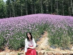 -大塘金香草谷