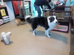 android_upload_pic-傲雄·叮叮宠物(新华路店)
