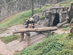 -都江堰中华大熊猫苑