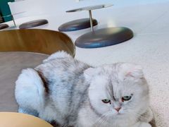 -飞行喵MR PILOT|猫舍·猫咖(静安大融城店)