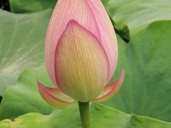 -陈家山荷花公园