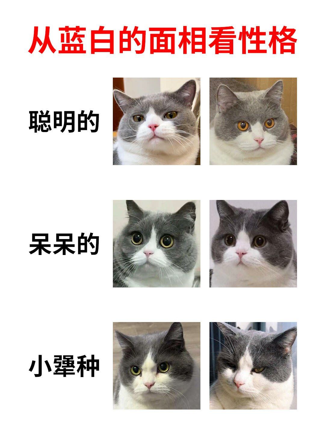 英短蓝白怎么看品相❓