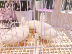 -Moni星球萌宠·小马宝莉·灵蛇·高端高阶全萌宠互动体验俱乐部(红豆国际广场店)