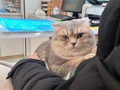 -瑞派·关忠动物医院·猫专科·犬专科(三环新城店)